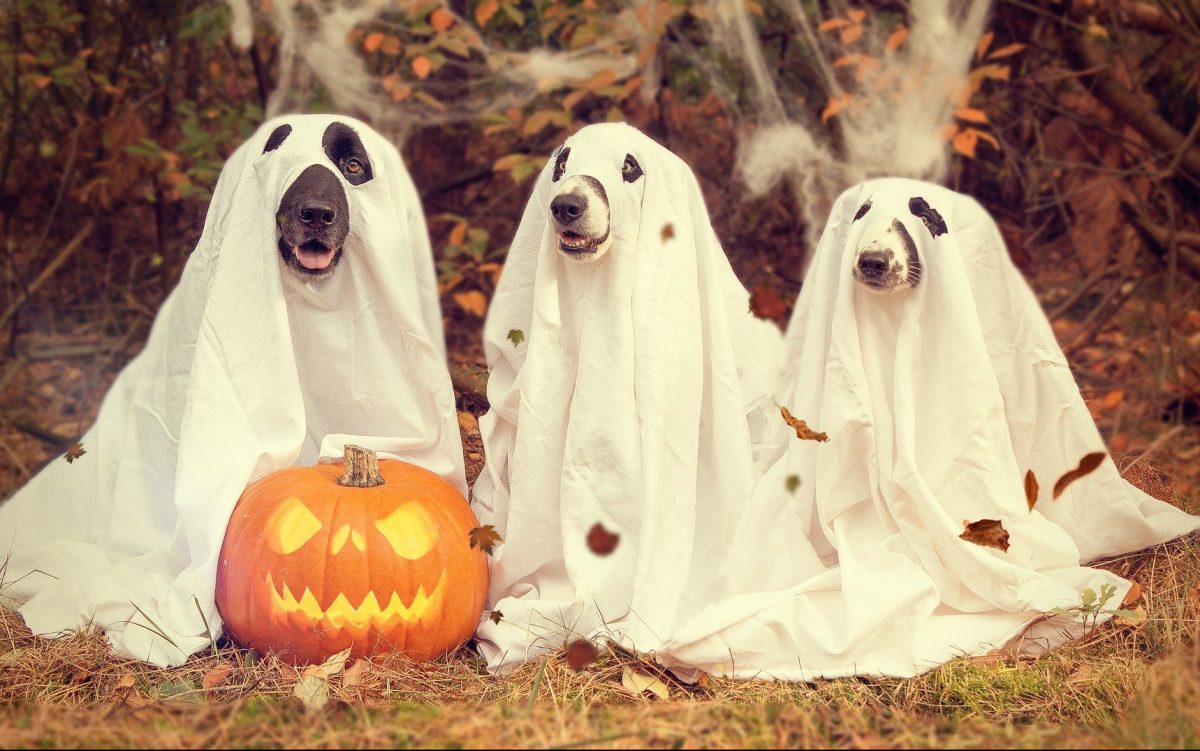 Halloween dogs
